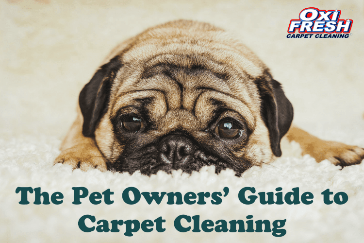 pet carpet cleaning