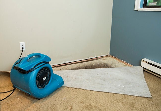 Mold Out Of Carpet